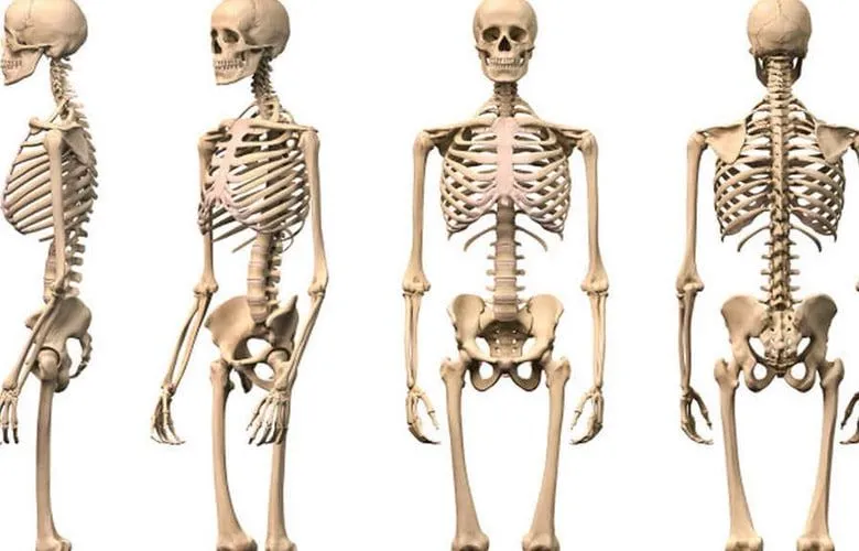 El Esqueleto Humano para Niños COMPLETO (y sus partes) El Esqueleto Humano para Niños COMPLETO (y sus partes)