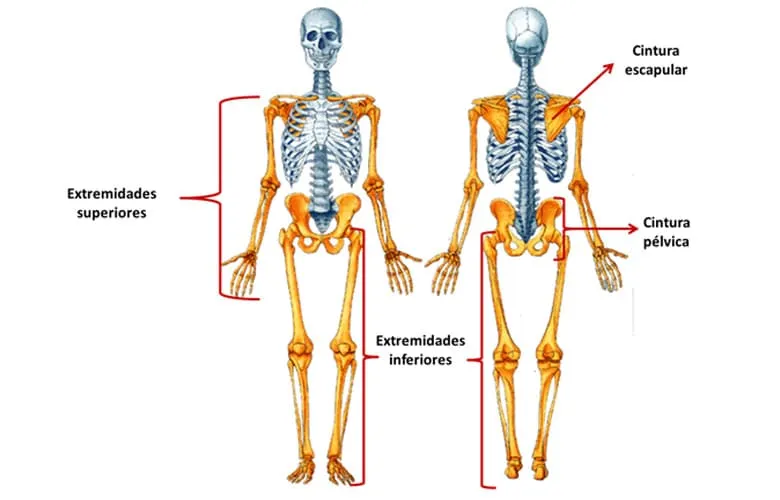 El Esqueleto Humano para Niños COMPLETO (y sus partes) El Esqueleto Humano para Niños COMPLETO (y sus partes)