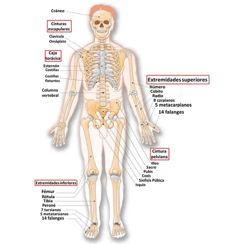 El Esqueleto Humano para Niños COMPLETO (y sus partes) El Esqueleto Humano para Niños COMPLETO (y sus partes)