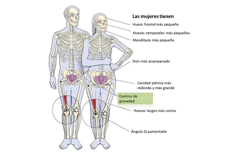 El Esqueleto Humano para Niños COMPLETO (y sus partes) El Esqueleto Humano para Niños COMPLETO (y sus partes)