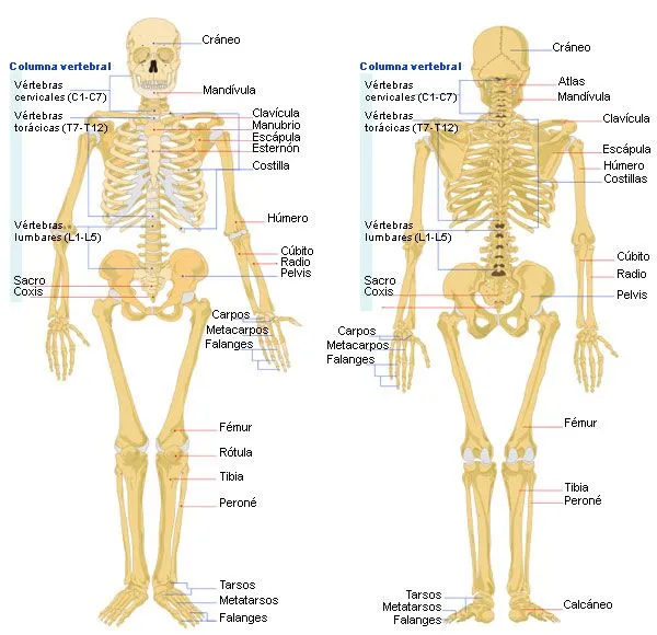 Esqueleto humano con todos sus nombres - Imagui Esqueleto humano con todos sus nombres - Imagui