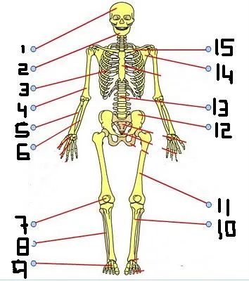 Esqueleto humano sin nombres - Imagui