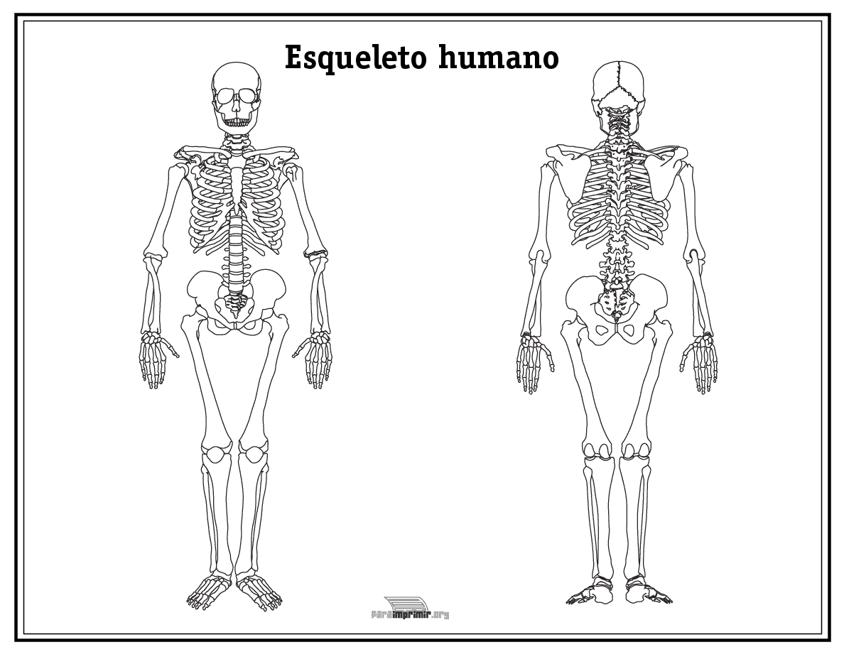 Esqueleto humano sin nombres para imprimir en PDF 2023 Esqueleto humano sin nombres para imprimir en PDF 2023