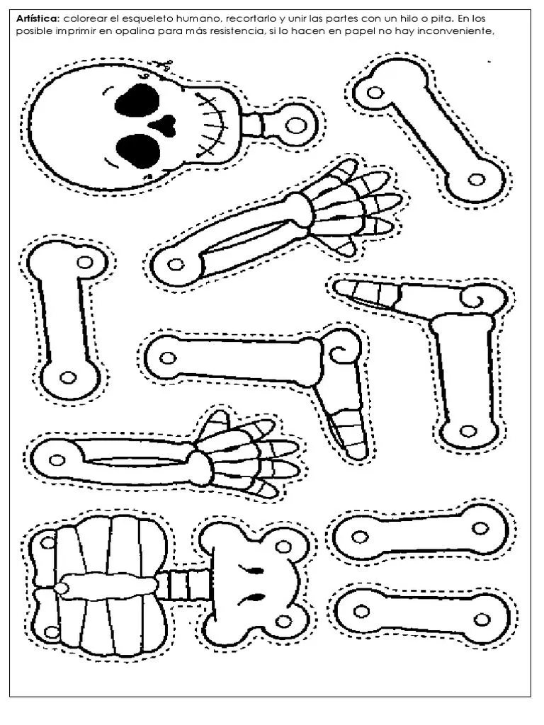 Esqueleto Humano | PDF