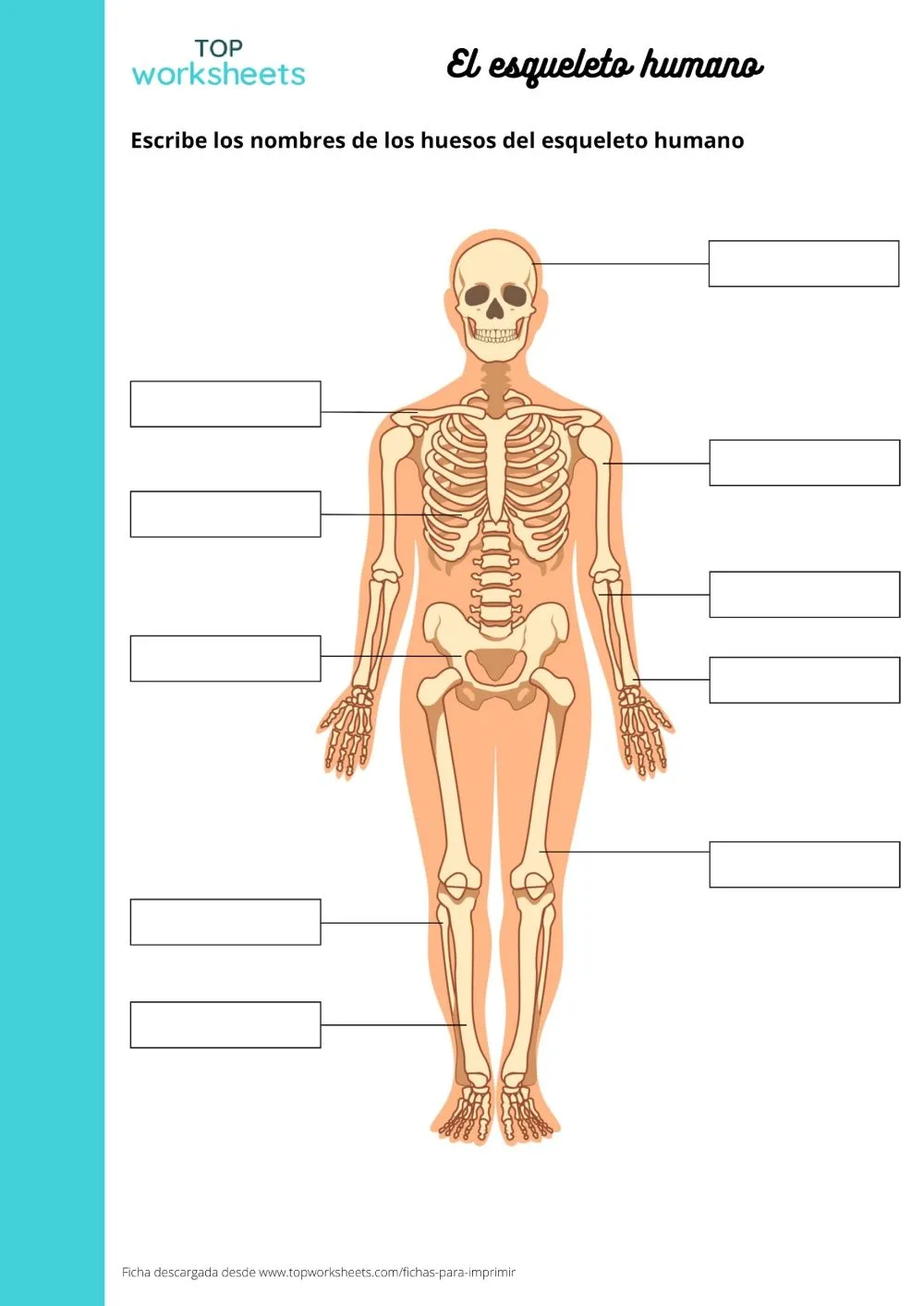 El esqueleto humano, printable worksheet | TopWorksheets