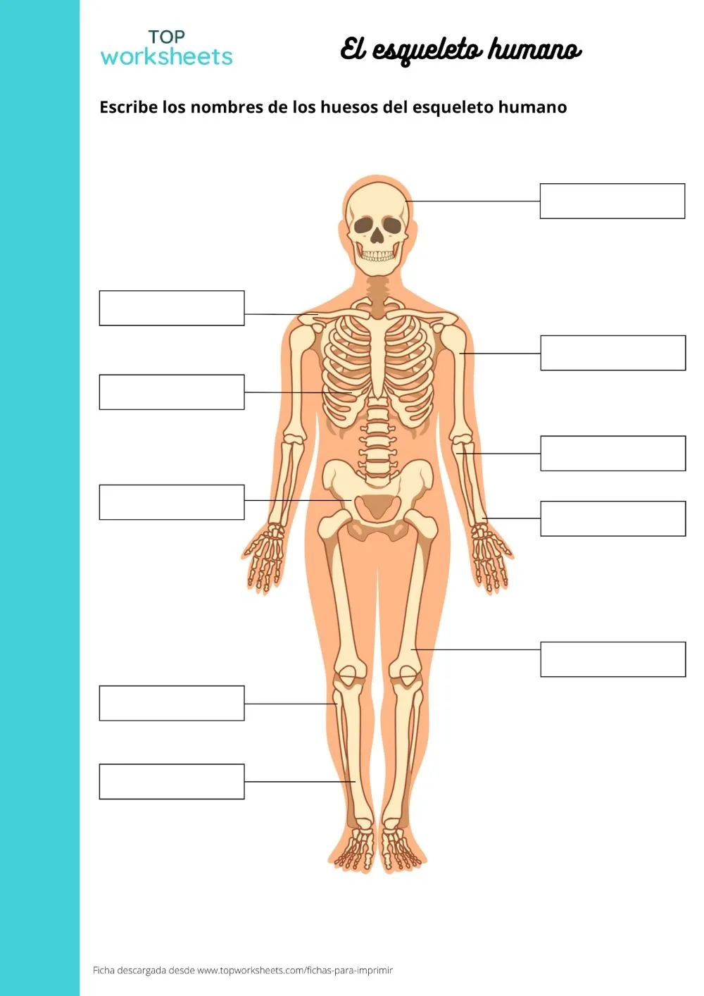 El esqueleto humano, printable worksheet | TopWorksheets El esqueleto humano, printable worksheet | TopWorksheets