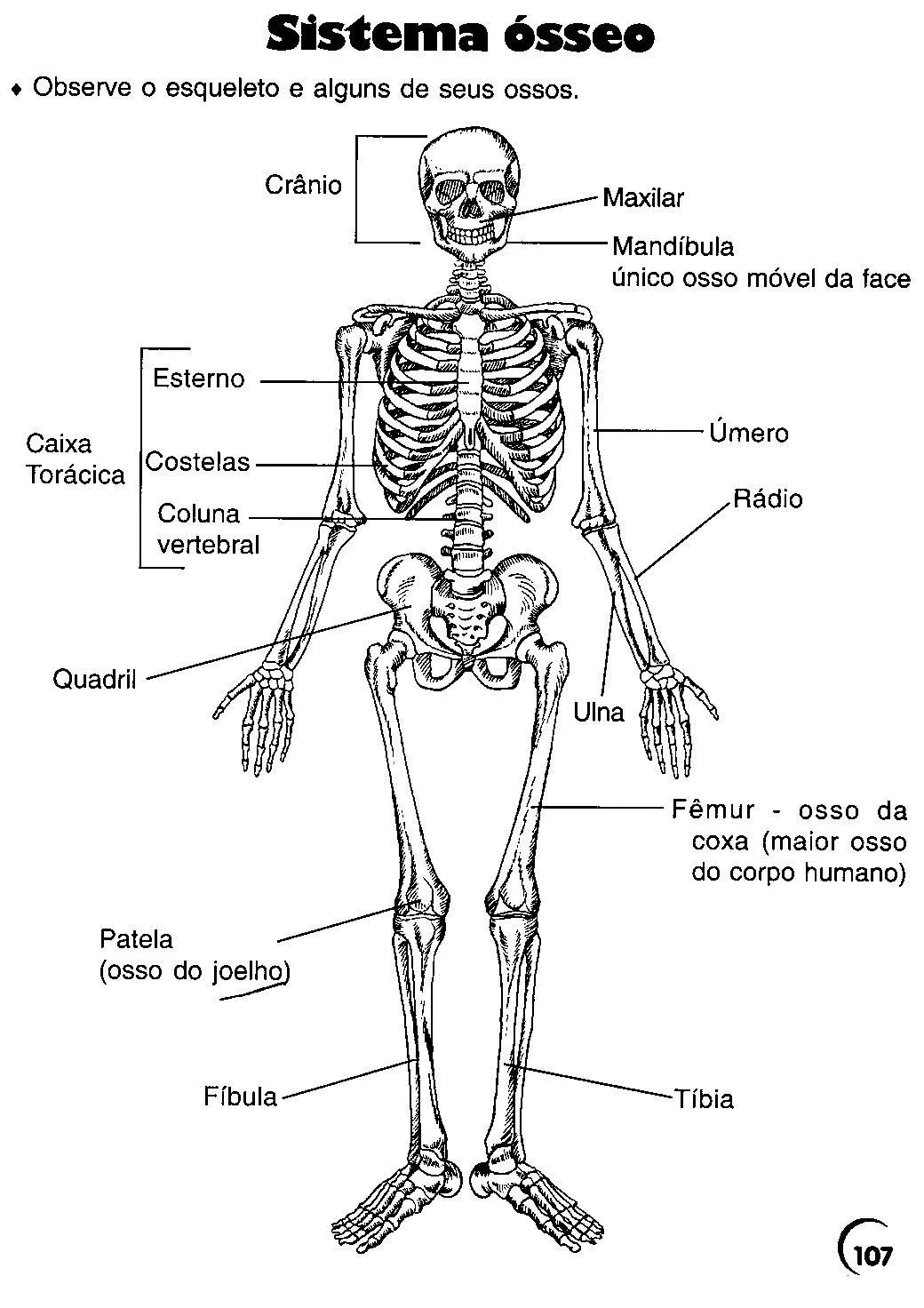 Esqueleto Humano Para Recortar Pictures