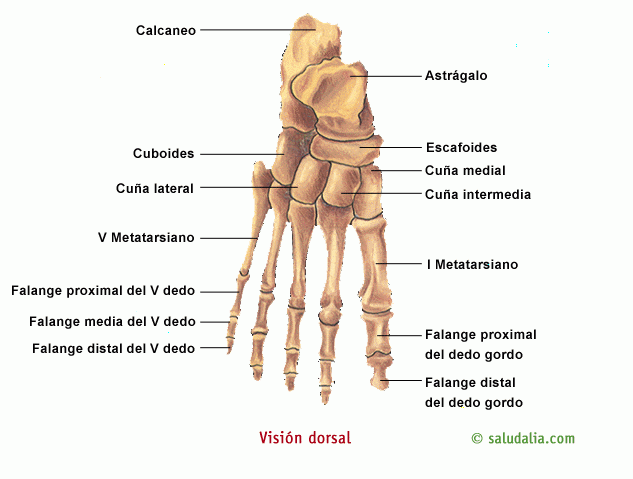 Nombres de las partes del pie humano - Imagui