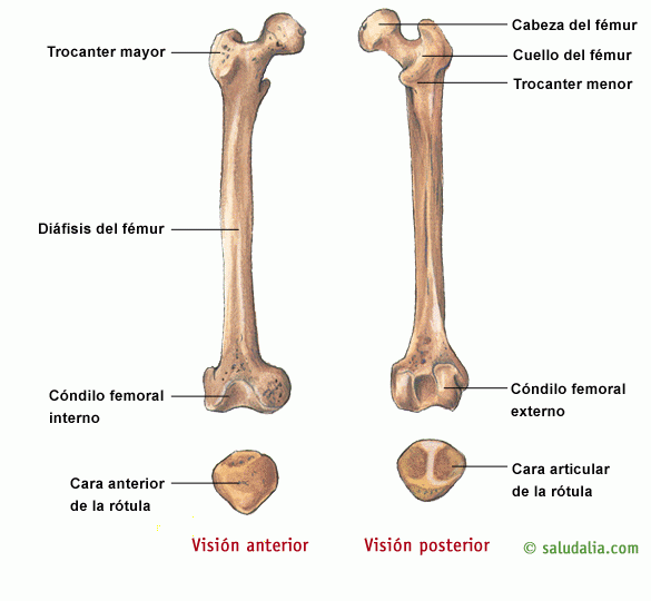 Esqueleto humano. Saludalia.com