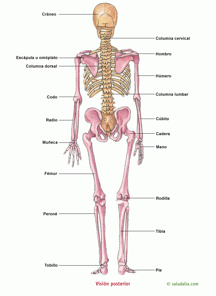 Esqueleto humano. Saludalia.com
