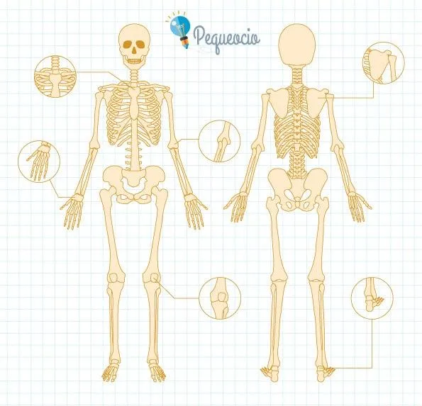 ESQUELETO HUMANO (todo sobre los huesos del esqueleto) - Pequeocio ESQUELETO HUMANO (todo sobre los huesos del esqueleto) - Pequeocio