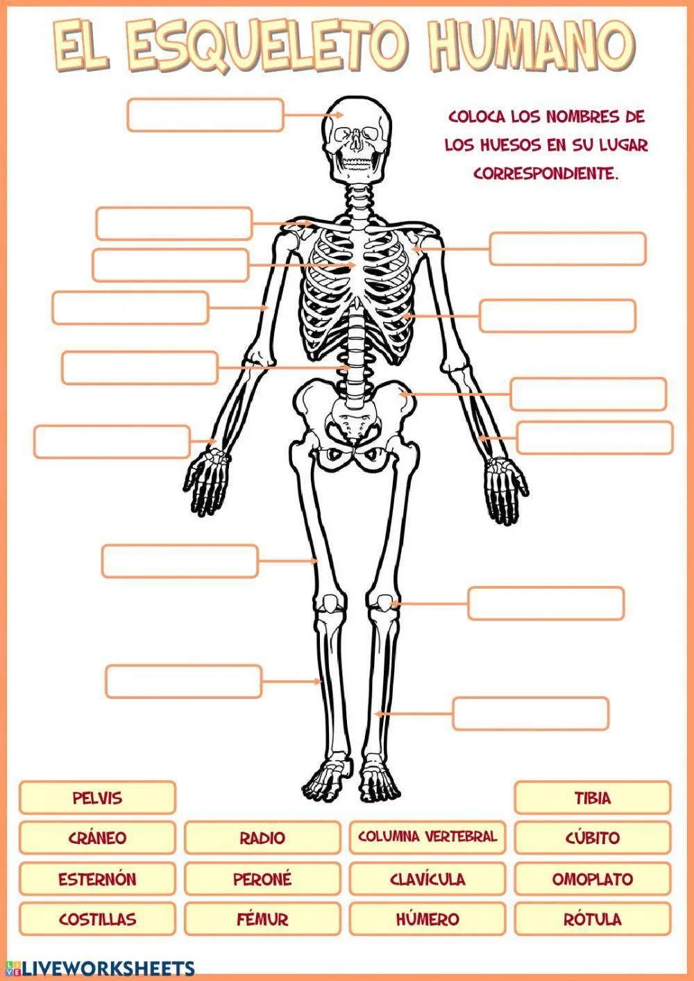 El esqueleto humano worksheet | Live Worksheets