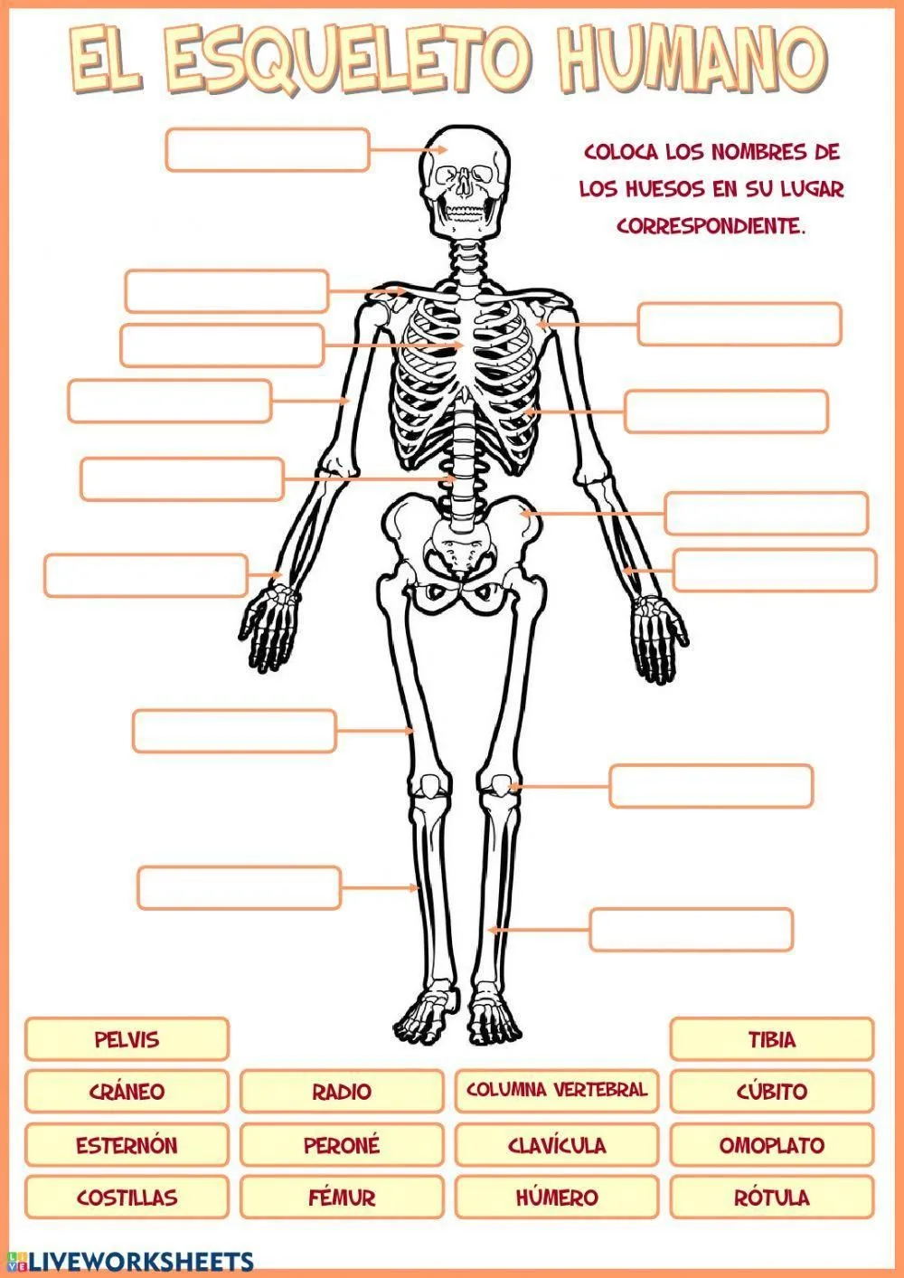 El esqueleto humano worksheet | Live Worksheets El esqueleto humano worksheet | Live Worksheets
