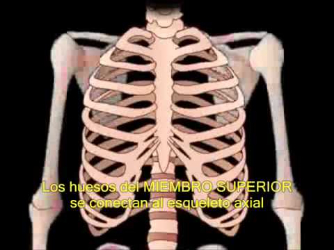 EL ESQUELETO HUMANO.wmv - YouTube