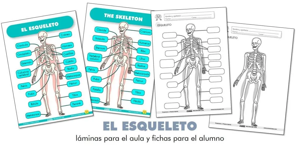 EL ESQUELETO: láminas para el aula y fichas para el alumno (ES/EN) EL ESQUELETO: láminas para el aula y fichas para el alumno (ES/EN)