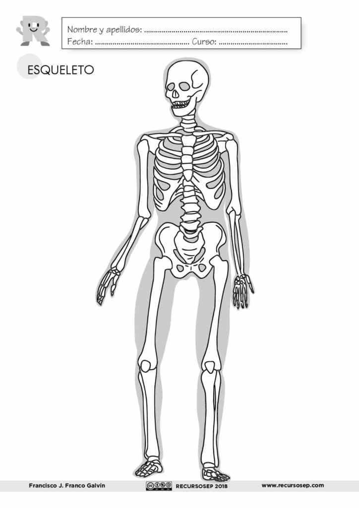 EL ESQUELETO: láminas para el aula y fichas para el alumno (ES/EN)