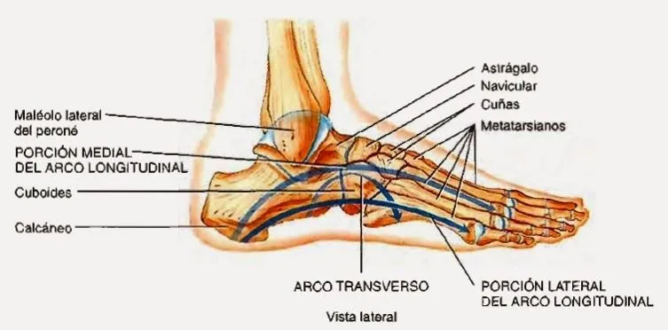 Esqueleto del miembro inferior | Temas de estudio para la anatomía ...