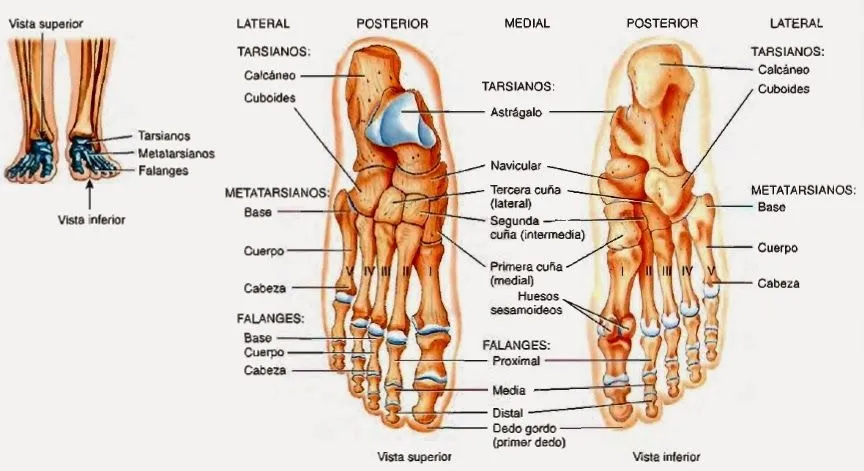 Esqueleto del miembro inferior | Temas de estudio para la anatomía ...