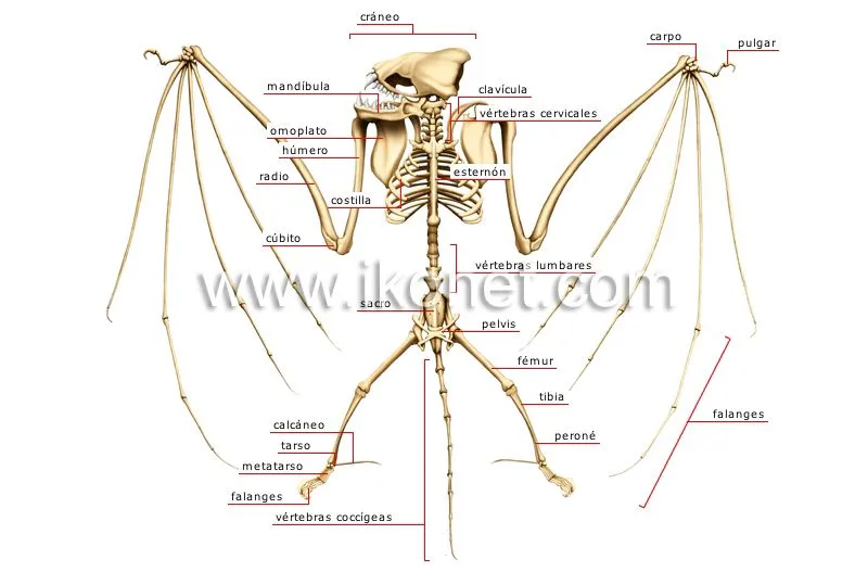 Esqueleto de un murciélago | Diccionario Visual