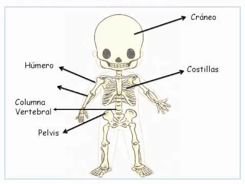 El esqueleto para niños de preescolar - Imagui