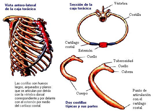 Nuestro esqueleto: Tronco: Caja torácica; COSTILLAS Nuestro esqueleto: Tronco: Caja torácica; COSTILLAS