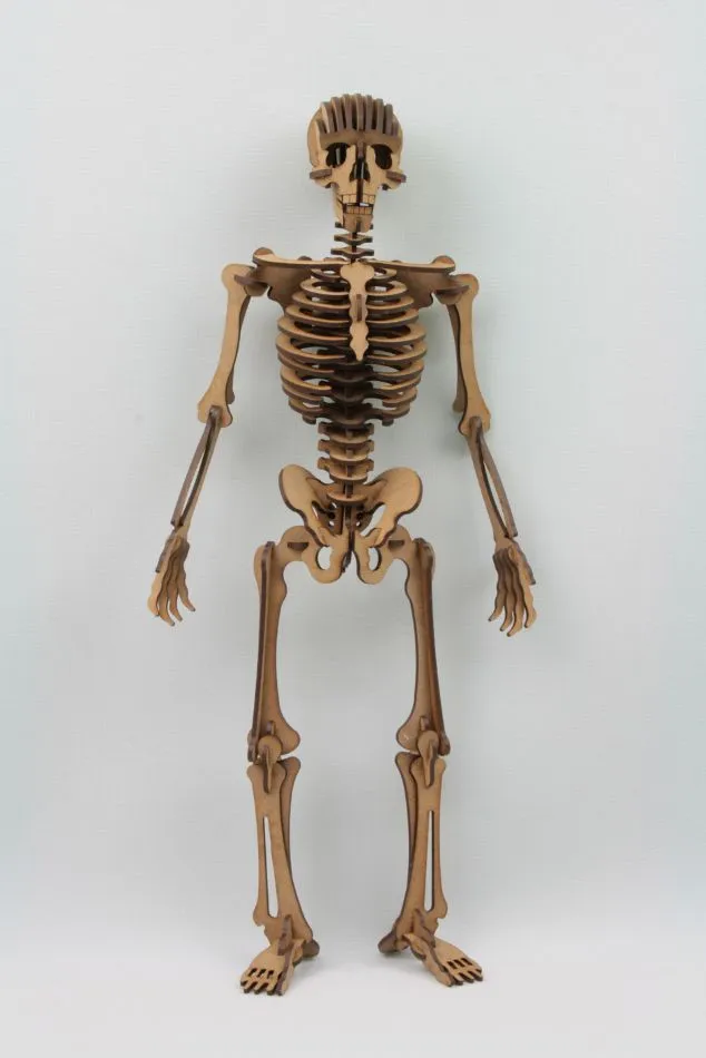 esqueleto_humano01 | Esqueleto humano, Esqueleto humano 3d, Esqueleto para armar esqueleto_humano01 | Esqueleto humano, Esqueleto humano 3d, Esqueleto para armar