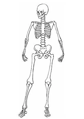 La Chachipedia: Vertebrados