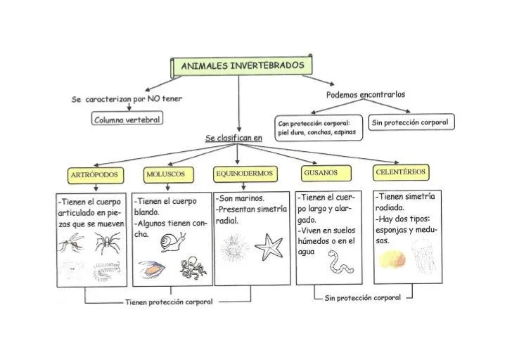 esquema-animales-invertebrados ...