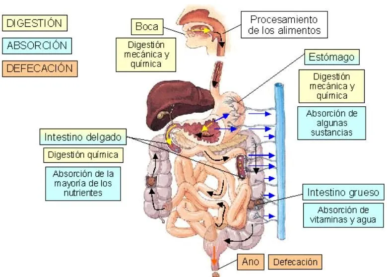 APRENDIENDO SOBRE DIGESTION ~ HONORIANO CTA