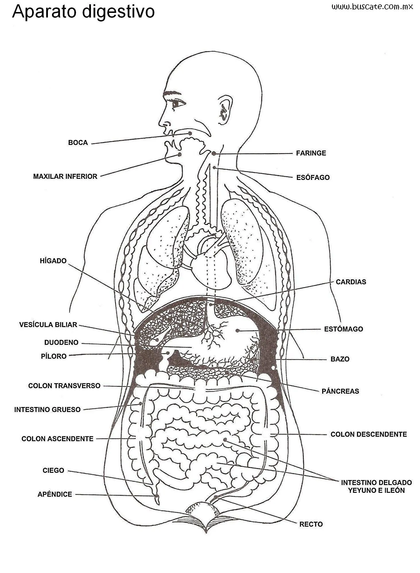 Esquema del aparato digestivo, con nombres de sus partes ...