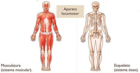 Esquema del aparato locomotor - Imagui