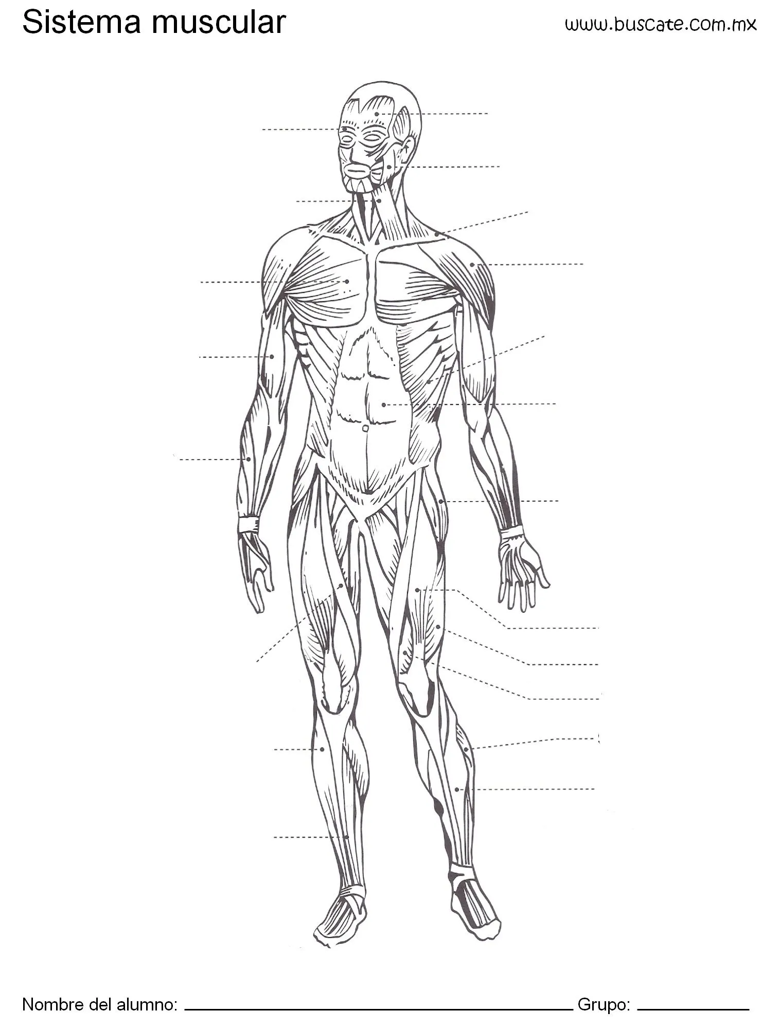 Esquema <b>aparato</b> <b>digestivo</b>… | el cuerpo humano ... Esquema <b>aparato</b> <b>digestivo</b>… | el cuerpo humano ...