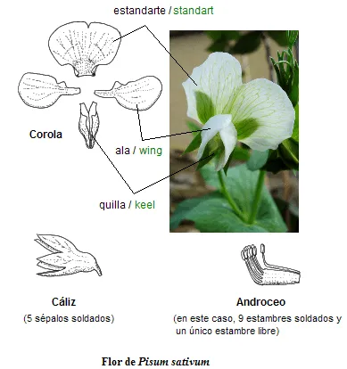 Esquema básico de la flor de las leguminosas. Como ejemplo tenemos al ...