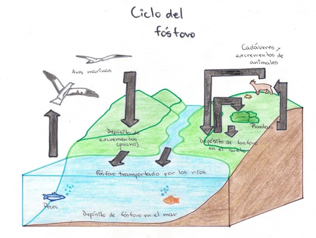 ▷ Esquema del ciclo del fósforo ¡Fotos & Guía 2021! ▷ Esquema del ciclo del fósforo ¡Fotos & Guía 2021!