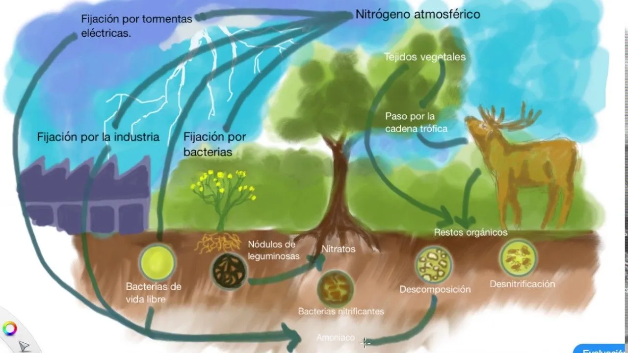 ▷ Esquema del ciclo del nitrógeno ¡Fotos & Guía 2021! ▷ Esquema del ciclo del nitrógeno ¡Fotos & Guía 2021!