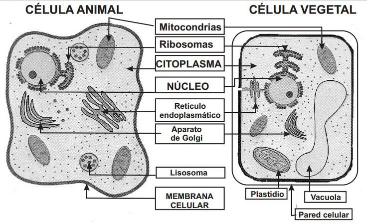 Esquema comparativo de las células vegetal y animal. Para imprimir ...