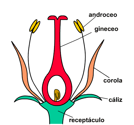 ... Esquema de un corte longitudinal de flor mostrando sus partes ... Esquema de un corte longitudinal de flor mostrando sus partes