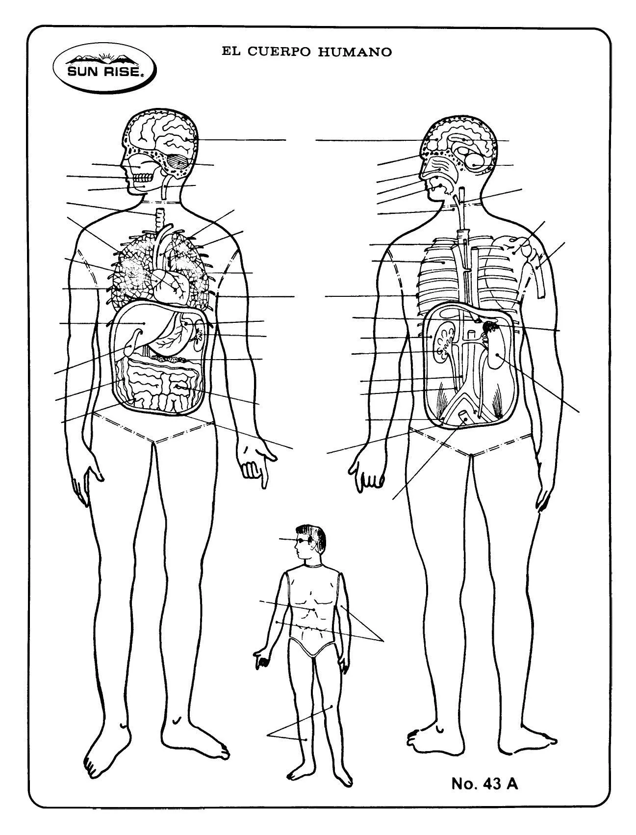 Esquema cuerpo humano sin nombres | Cuerpo humano, Ilustración de perro, Cuerpo humano dibujo Esquema cuerpo humano sin nombres | Cuerpo humano, Ilustración de perro, Cuerpo humano dibujo