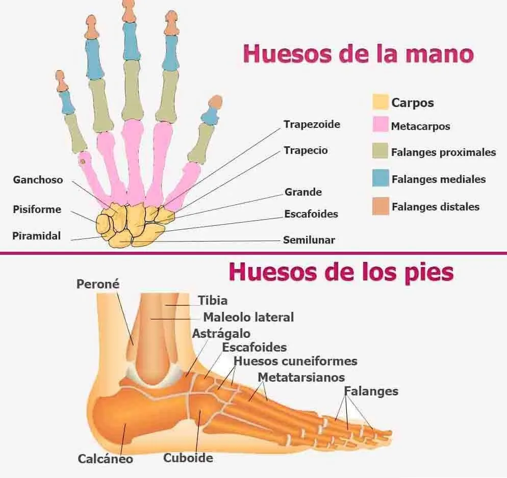 ▷ Esquema del esqueleto humano ¡Fotos & Guía 2021!