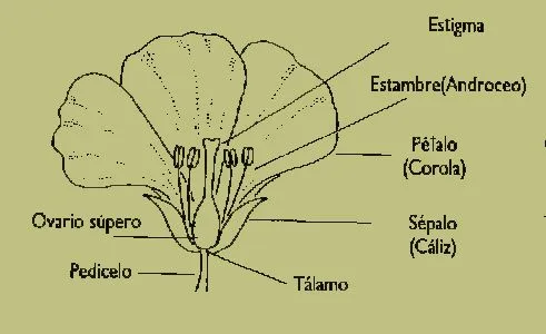 Esquema de la flor con sus partes - Imagui