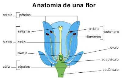 Esquema de la flor indicando sus partes - Imagui