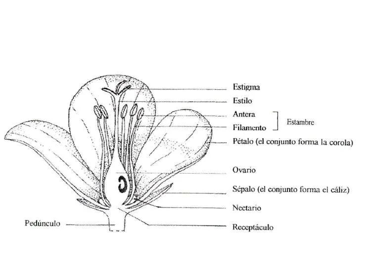 Esquema de la flor sin nombres - Imagui