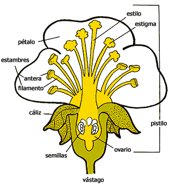 Dibujo de la flor y sus partes - Imagui