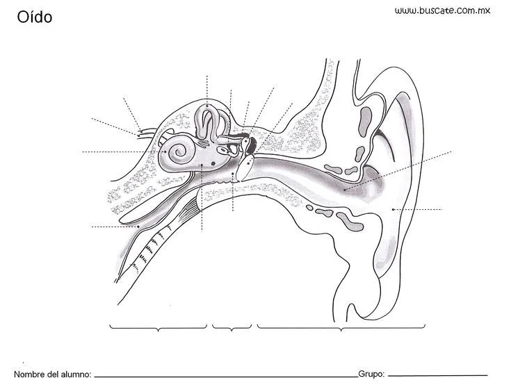 Partes del oido para completar - Imagui