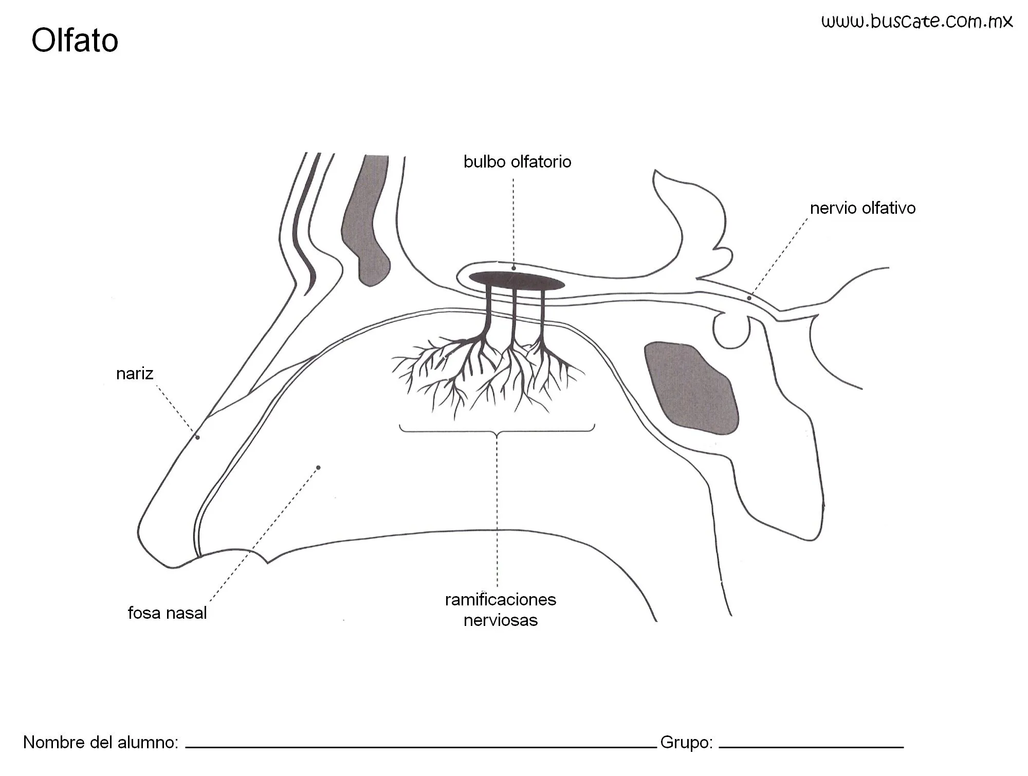 Esquema del olfato con los nombres de sus partes. | Olfato, Sensopercepcion, Cuerpo humano Esquema del olfato con los nombres de sus partes. | Olfato, Sensopercepcion, Cuerpo humano