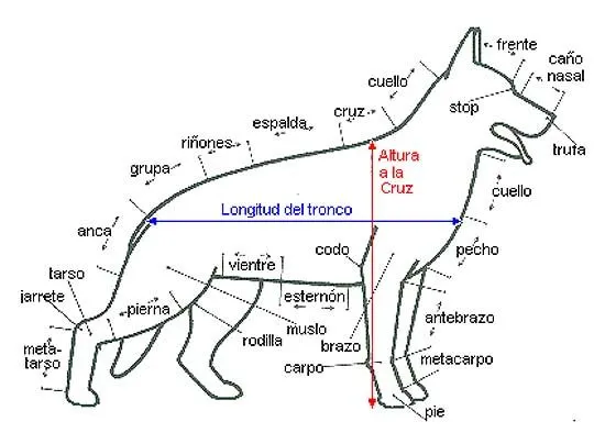 MORFOLOGÍA DEL PERRO