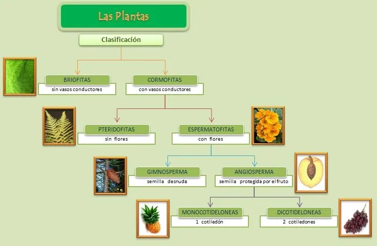 Esquema de las Plantas | Esquemas, diagramas, gráficos y mapas ...