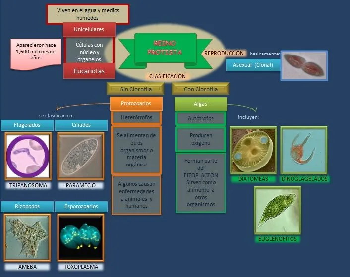 Esquema: Reino Protista | Esquemas, diagramas, gráficos y mapas ... Esquema: Reino Protista | Esquemas, diagramas, gráficos y mapas ...