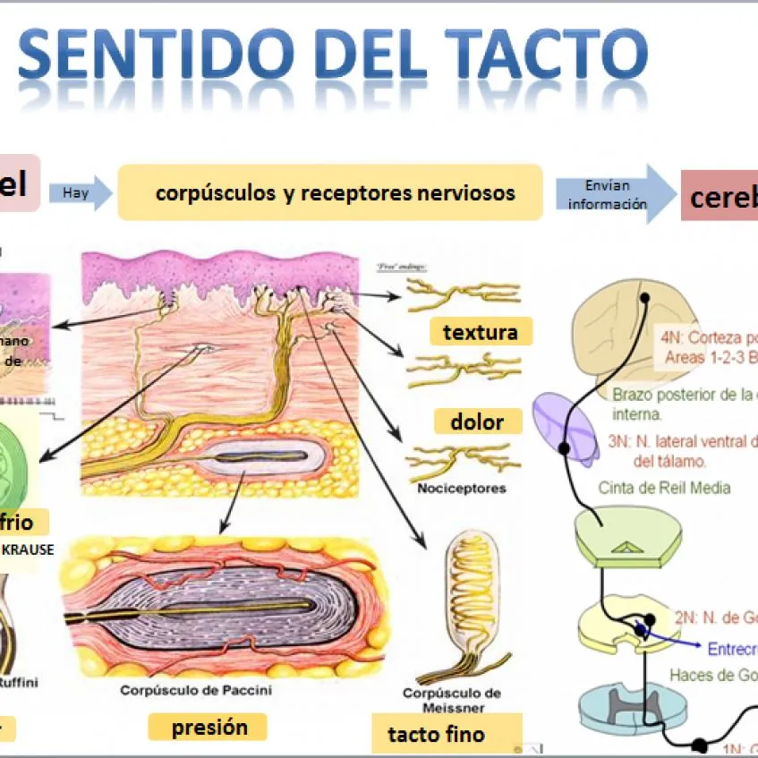 ▷ Esquema del sentido del tacto ¡Fotos & Guía 2021! ▷ Esquema del sentido del tacto ¡Fotos & Guía 2021!