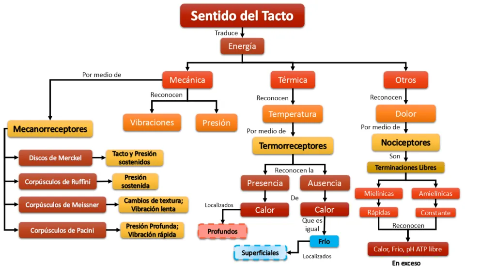 ▷ Esquema del sentido del tacto ¡Fotos & Guía 2021! ▷ Esquema del sentido del tacto ¡Fotos & Guía 2021!